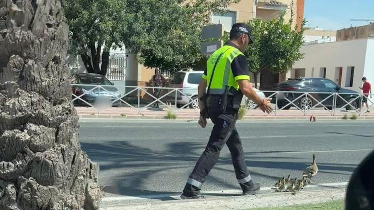Un agente de la Policía Local de Murcia ayuda a una familia de patos a cruzar la calle en Santiago el Mayor.