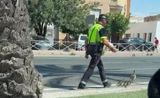 La Policía Local de Murcia ayuda a una familia de patos a cruzar la calle