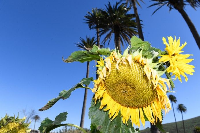 Huertos que dan la vida en Agüimes