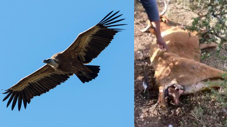 Nuevo ataque de buitres sobre ganado vivo en Castellón: &quot;Me han matado la vaca y me han matado la cría&quot;