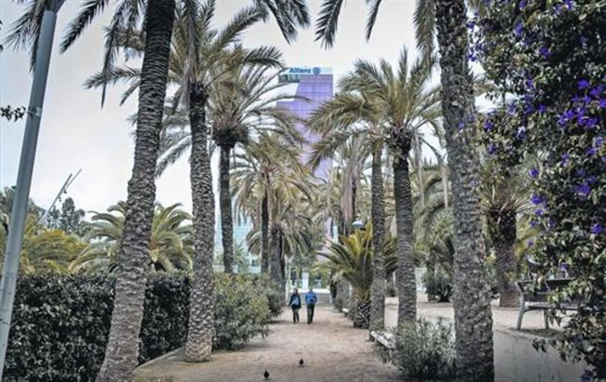 Palmeres datileres al parc de l’Escorxador, divendres passat. Palmeres datileres al parc de l’Escorxador, divendres passat.
