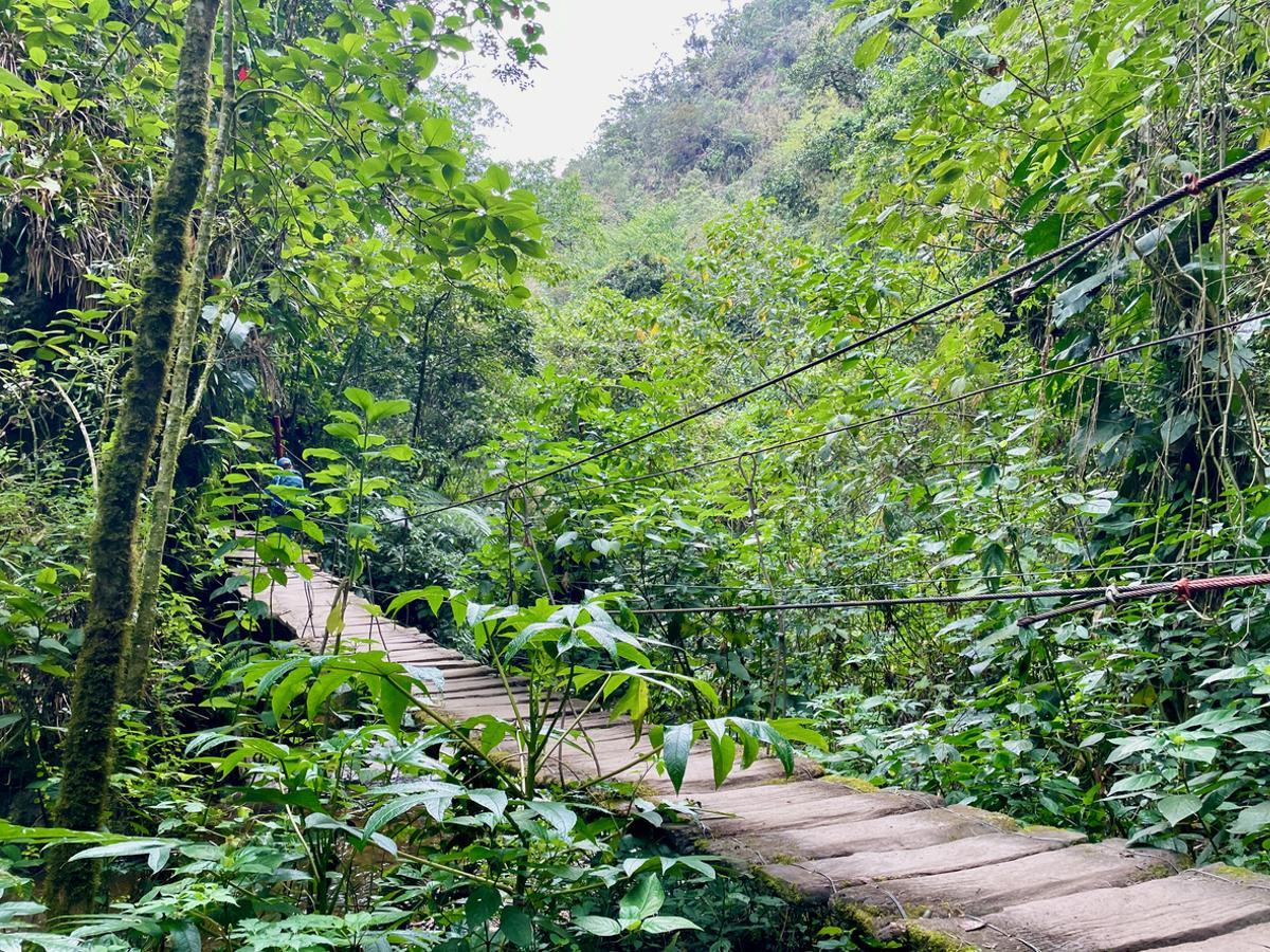 Puente en el Parque Nacional Los Nevados, Valle de Cocora, Colombia