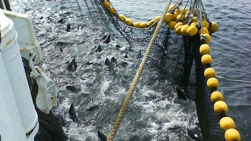 Hay mucha pesca ilegal, no declarada o no reglamentada.