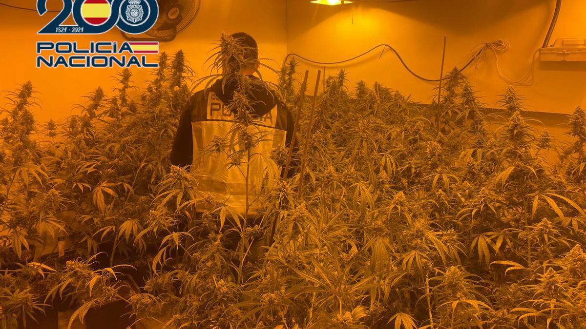Un agente inspecciona la plantación de marihuana
