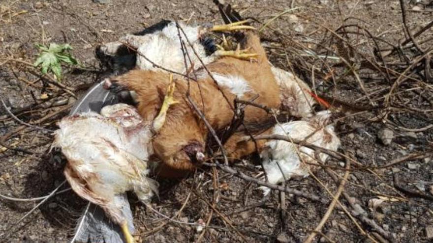 Hallan animales muertos en Santa Brígida