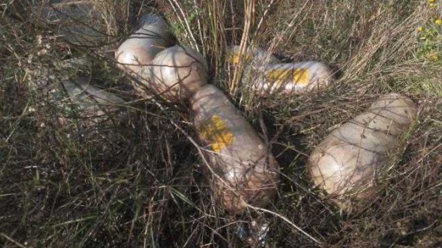 Algunas de las piezas de carne abandonadas en el polígono industrial de Alzira.