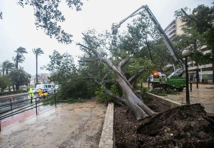 Dos ficus centenarios han caído en el Paseo de Canalejas de Alicante