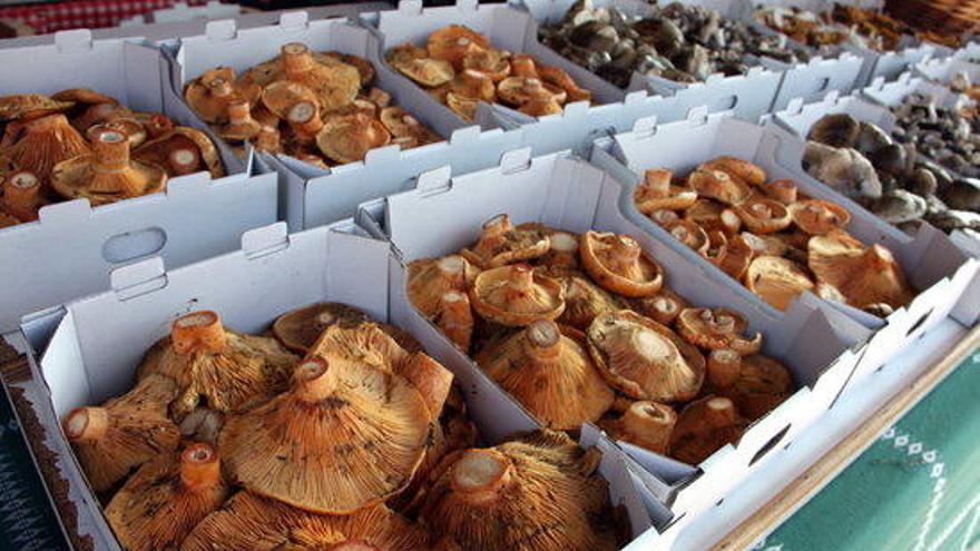 Uns rovellons preparats per a la venda