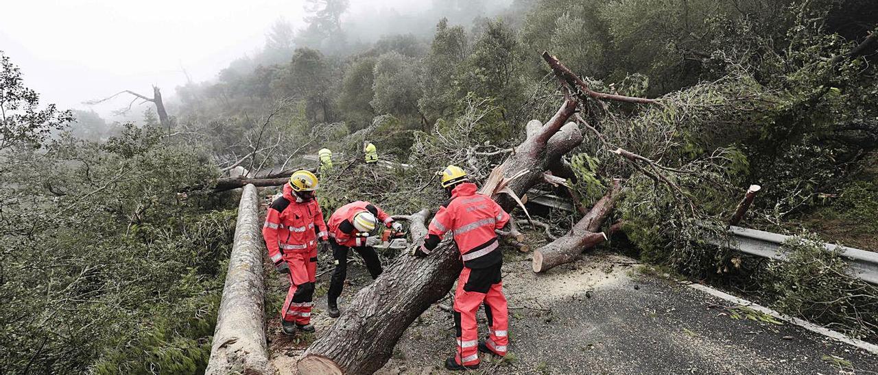 Medio Ambiente recuperará 80 hectáreas afectadas por el ‘cap de fibló’ de agosto