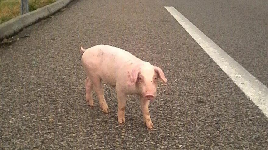 Uno de los cerdos, esta mañana en la A-52. // FdV