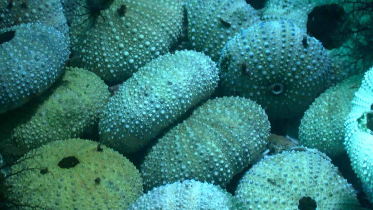 Esqueletos de erizos de mar