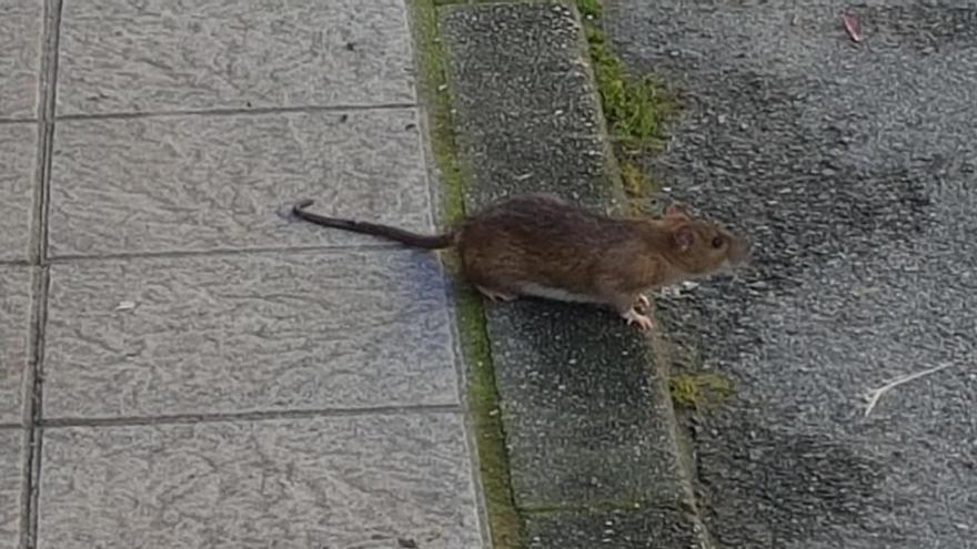 Una rata en el barrio del Reblinco, ayer.