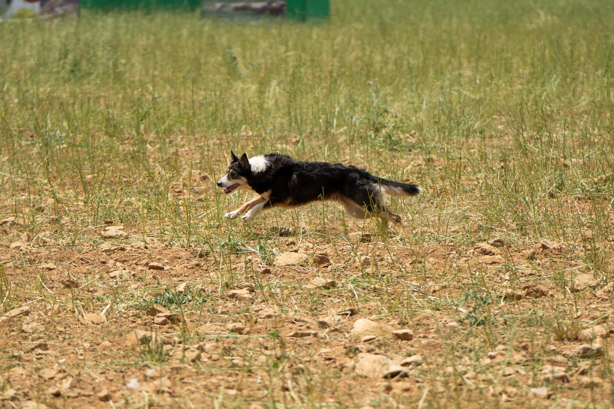 FOTOGALERÍA: Las imágenes del concurso de perros pastores de Ares del Maestrat