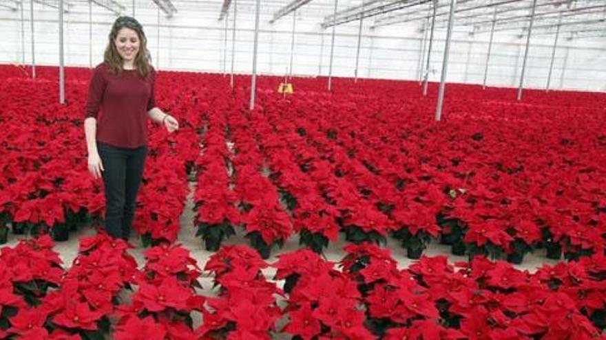 La &quot;Poinsettia&quot; es  se cultiva en Valencia desde hace décadas.