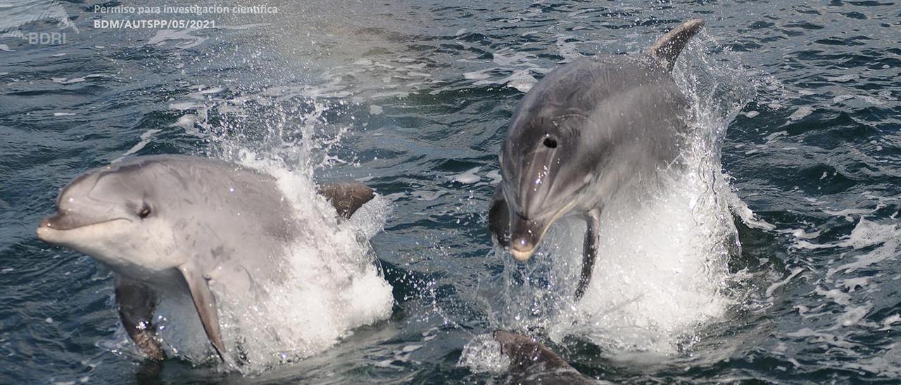 Delfines mulares (arroaces) en la ría de Arousa.