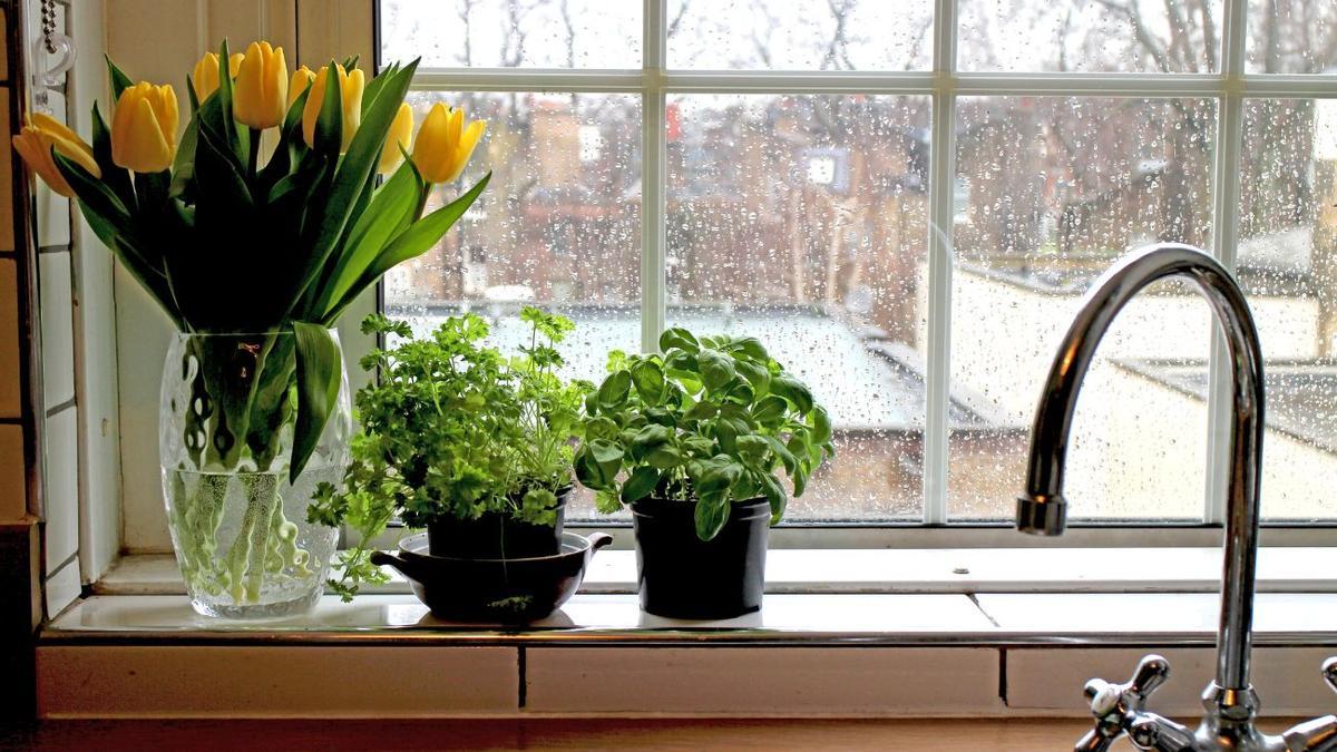 PLANTAS AROMÁTICAS COCINA | Las plantas aromáticas para la cocina que transformarán tu hogar
