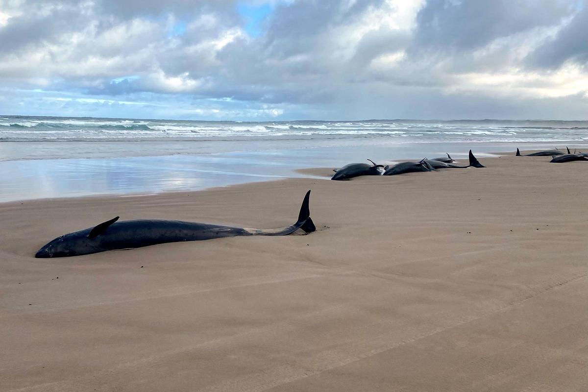 Más de 150 ballenas aparecen varadas en una playa de Tasmania, en Australia