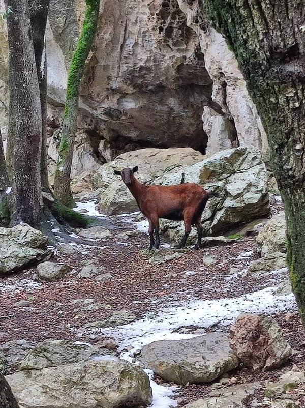 So erleben die Menschen den Schnee auf Mallorca