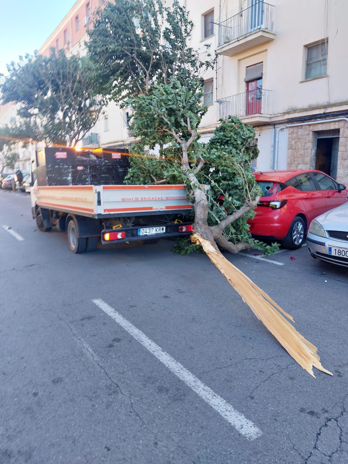 Un centenar de servicios devuelven la normalidad a Castellón tras el viento