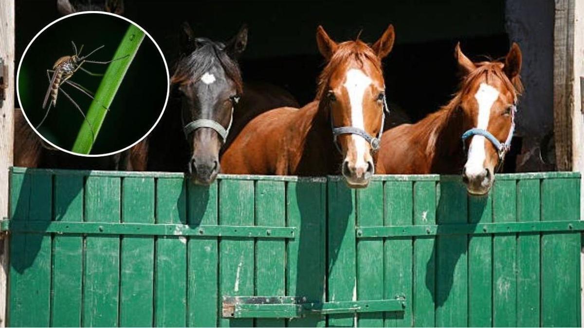Fotomontaje con el insecto que transmite el virus del Nilo (en el círculo) y caballos en un establo