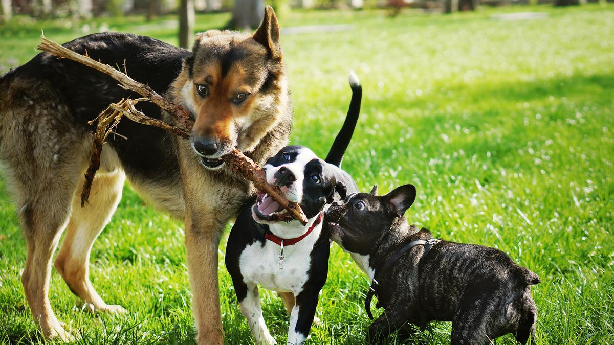 Les residències canines són una bona opció per quan marxem de vacances.