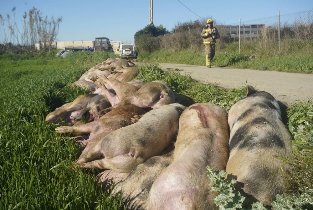 Bolca un camió amb porcs a la Tallada d'Empordà