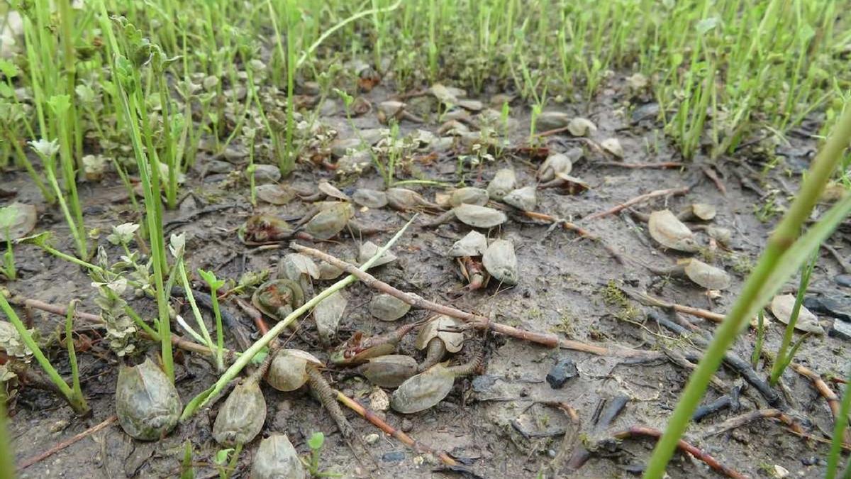 Centenares de extrañas criaturas &#039;prehistóricas&#039; eclosionan en un lago de EEUU