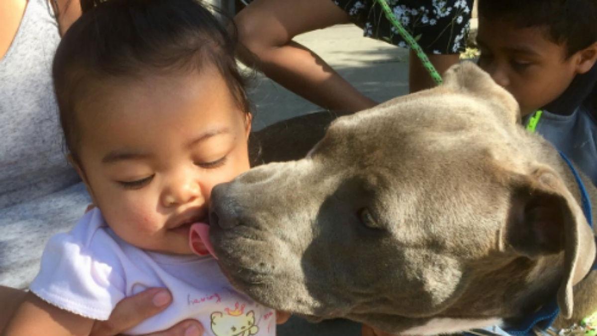 La hija de la señora Chaichanhda, de siete meses, salvó su vida gracias al heroico gesto de la pitbull Sasha.