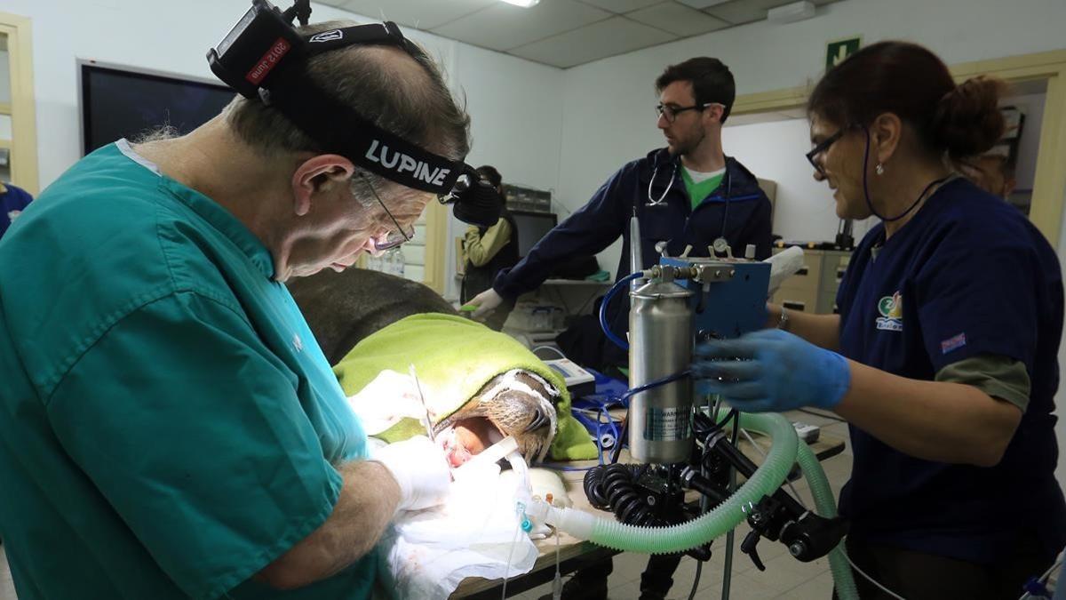 Peter Kertesz, dentista de animales salvajes