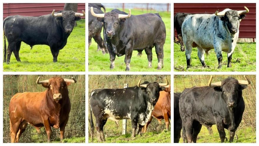 Los seis toros que protagonizarán el encierro de Santa Quitèria en Almassora