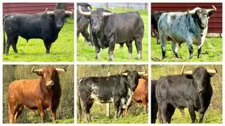 Los seis toros que protagonizarán el encierro de Santa Quitèria en Almassora