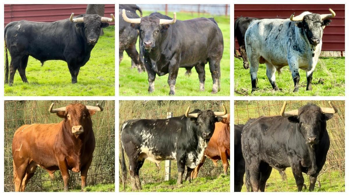 Los seis toros del encierro de Santa Quitèria en Almassora, uno a uno