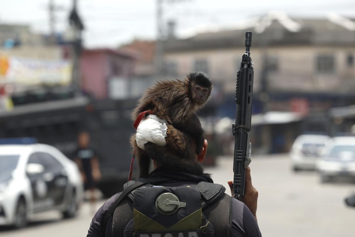 Fotografía que muestra un mono sobre la cabeza de un integrante de la Policía de Río de Janeiro durante un operativo este martes, en Río de Janeiro (Brasil). Al menos veinte personas murieron y medio centenar fueron detenidas en medio de una gran operación policial contra el Comando Vermelho, una de las más poderosas bandas del crimen organizado de Río de Janeiro.EFE/ Antonio Lacerda