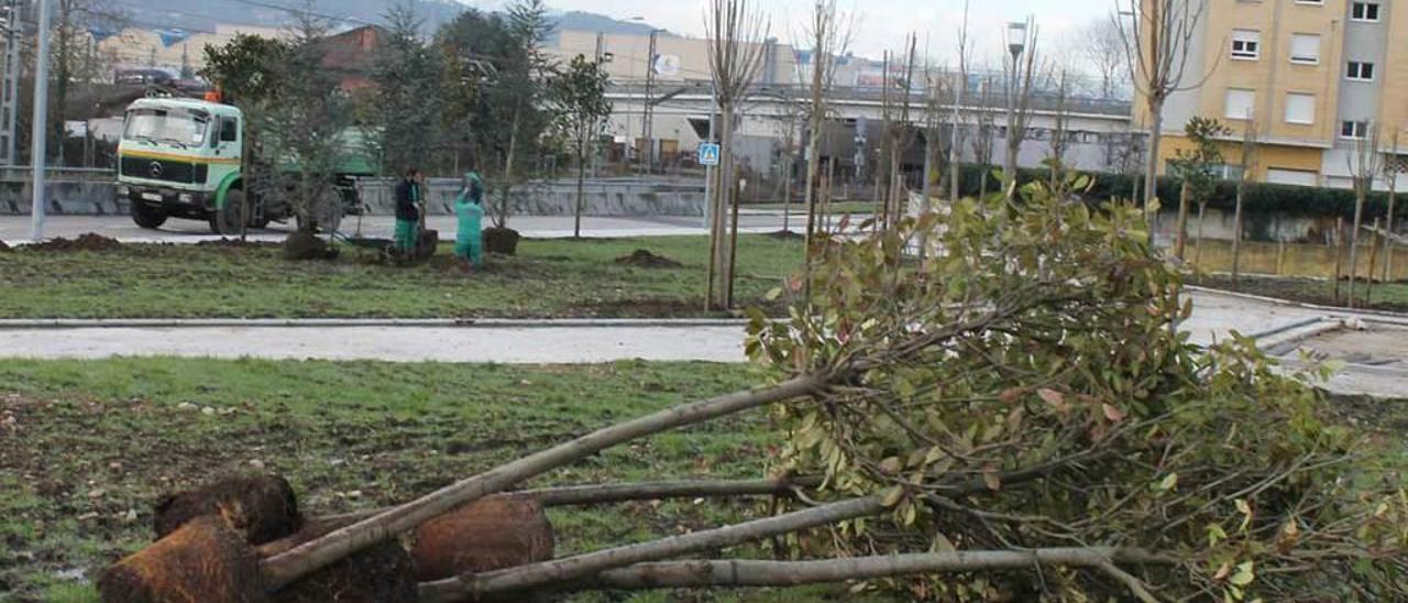 Varios árboles preparados para ser plantados, con operarios al fondo.