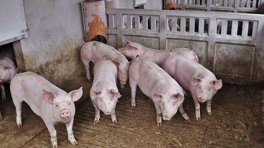 Los ecologistas denuncian un macroproyecto porcino de Litera Meat con 25 granjas clónicas