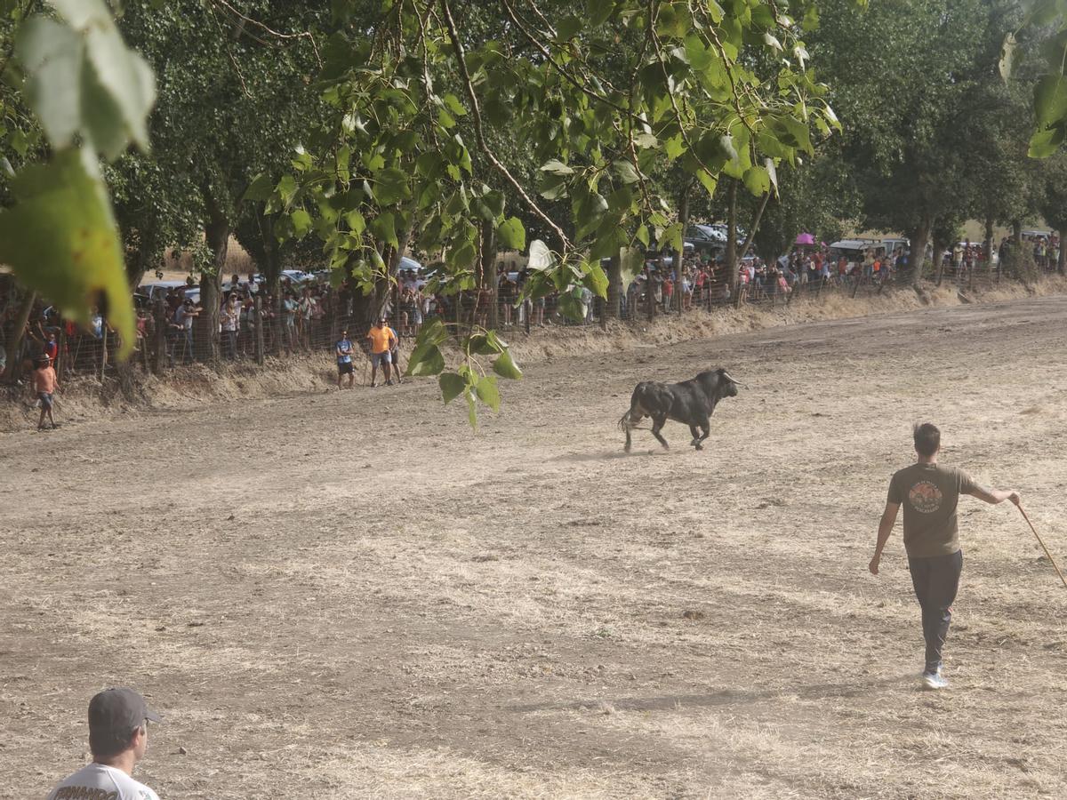 GALERÍA | El encierro de Villamor de los Escuderos en imágenes GALERÍA | El encierro de Villamor de los Escuderos en imágenes