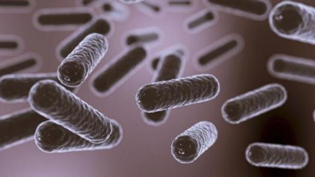 Representación de microbiota. | L.O.