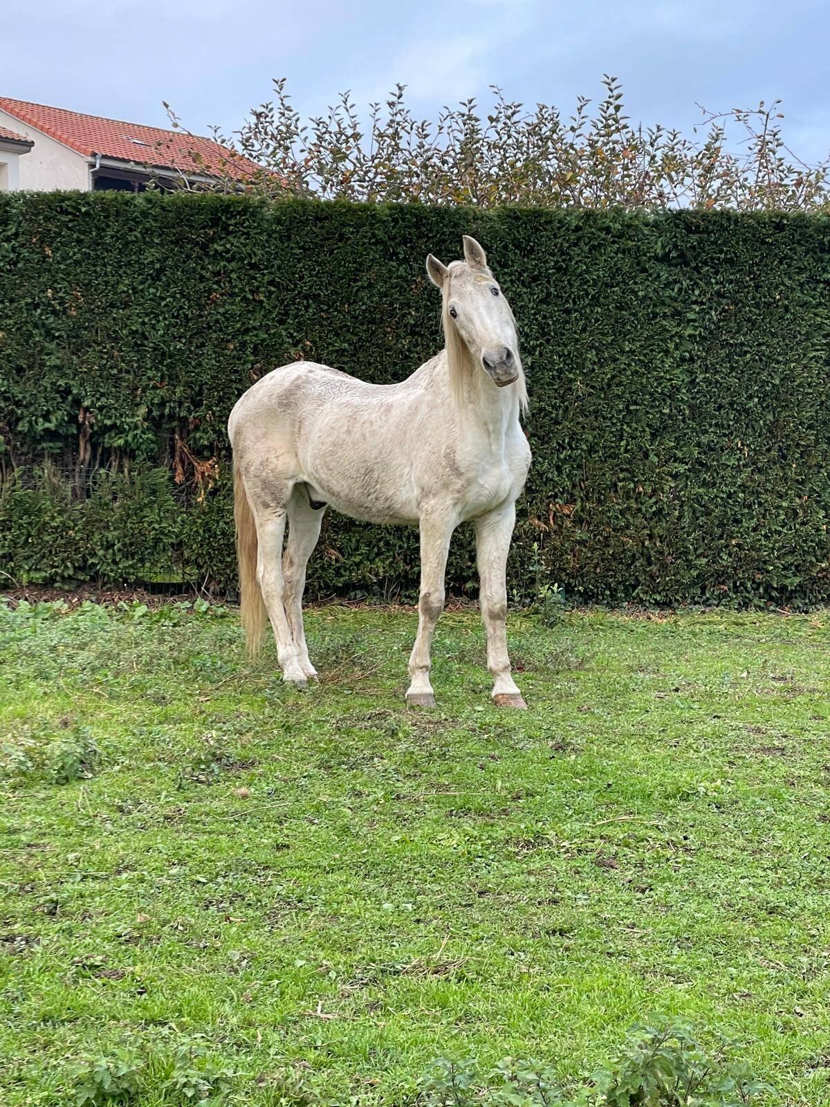 "Doce", el caballo de pura raza que espera a que alguien le adopte.