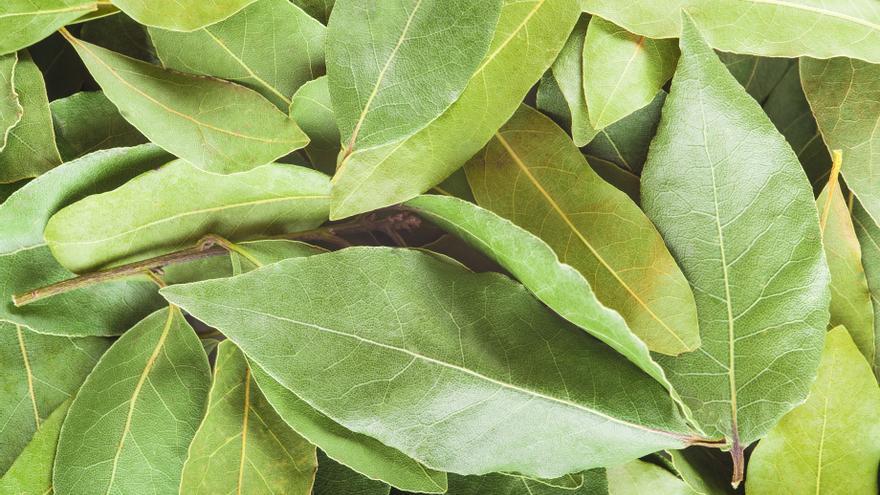 Ponte laurel en la cara: la hoja que quita años de edad si la usas de esta manera