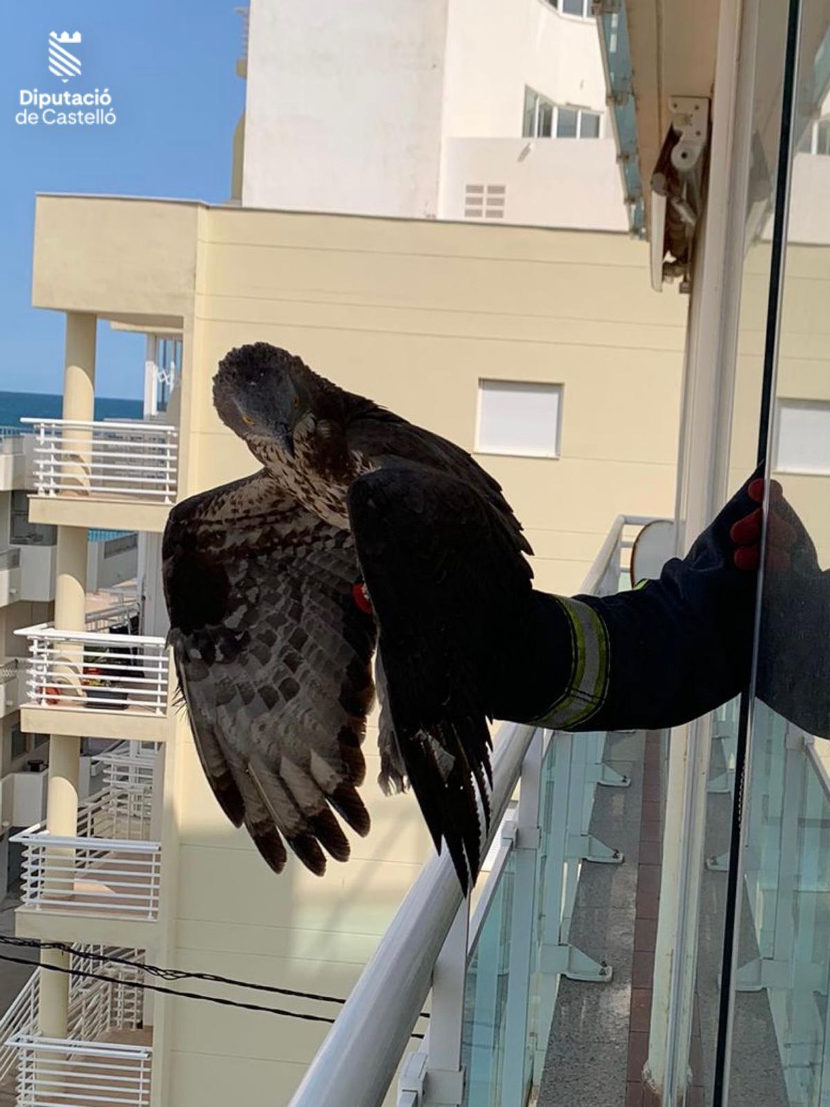 Imagen del halcón atrapado en un balcón en Peñíscola.