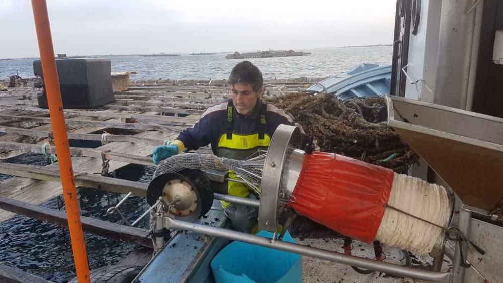 El cultivo de mejillón en Galicia.