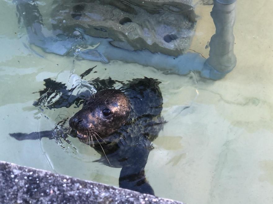 La foca &quot;Leis&quot; en su refugio provisional del Igafa.