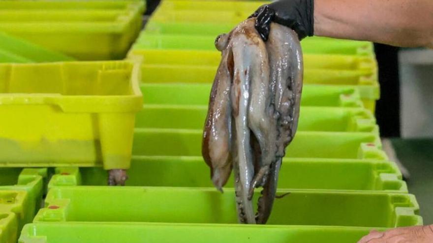 Roba 20 kilos de pulpo congelado en un supermercado de Ourense y huye en un coche con un cómplice