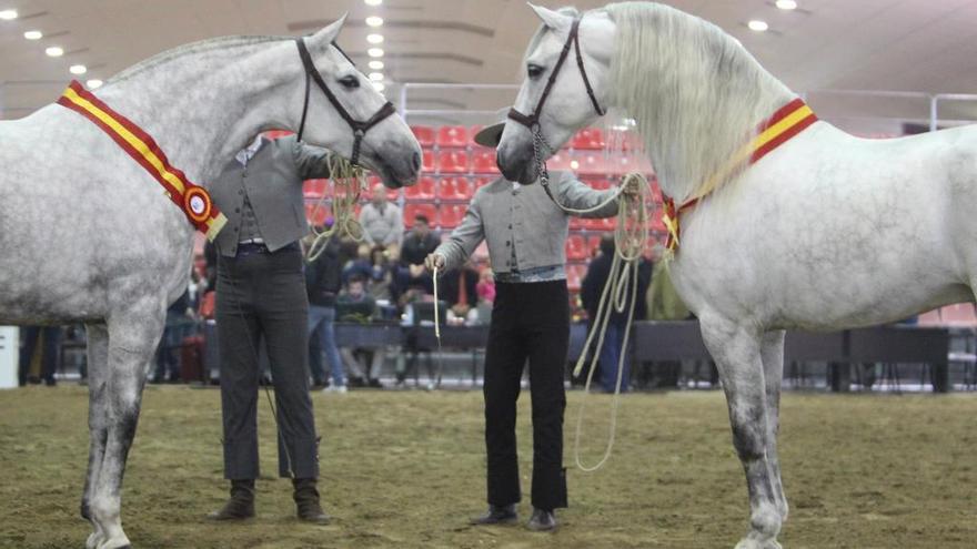 IFEPA se convierte, del 16 al 19 de febrero, en el epicentro del mundo del caballo.