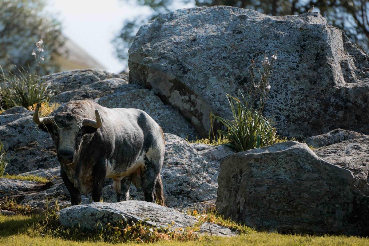 Los toros de La Quinta reseñados para su regreso a la Feria de Fallas