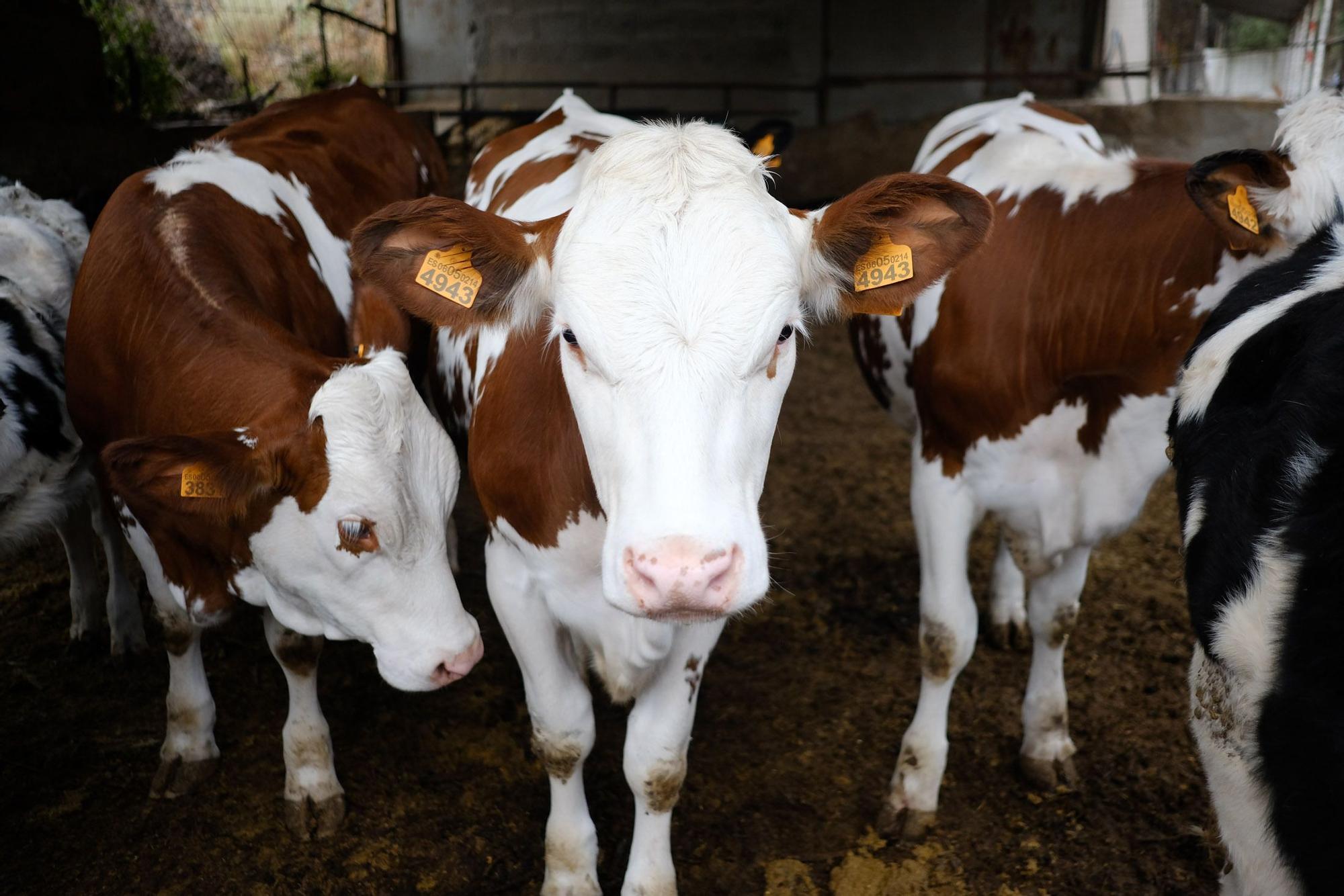 Judith González, ganadera de Valsequillo con casi un centenar de vacas