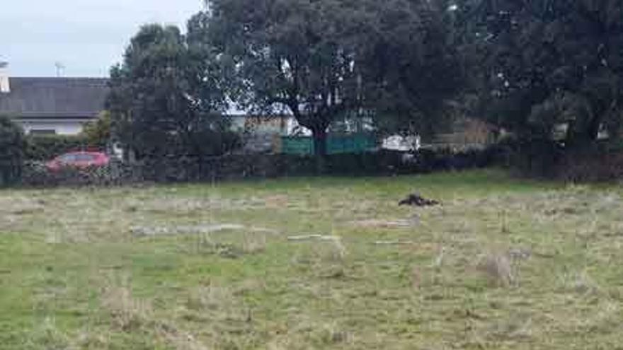 Uno de los animales matados ayer junto a las viviendas de Abelón.