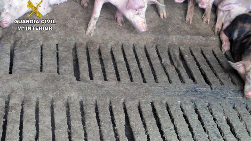 Investigan al dueño de una granja de Murcia por abandonar a 500 cerdos