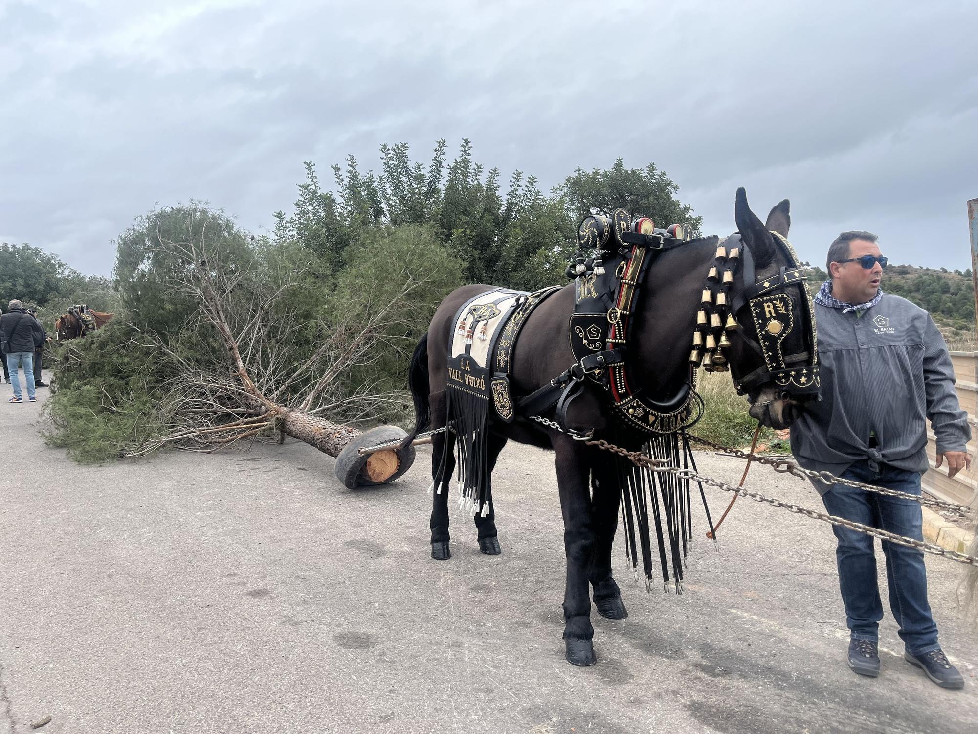 Baixà del pi de las fiestas de Sant Antoni 2023 en la Vall