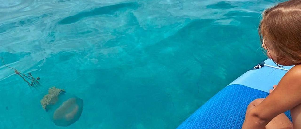 Otra gran medusa, esta vez viva, en aguas de Formentera |  DI